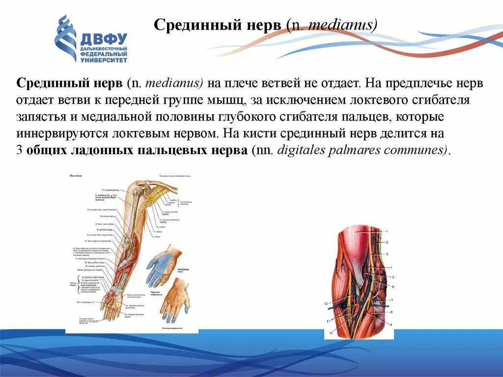 Срединный нерв нерв. N medianus иннервирует мышцы. Срединный нерв на предплечье.