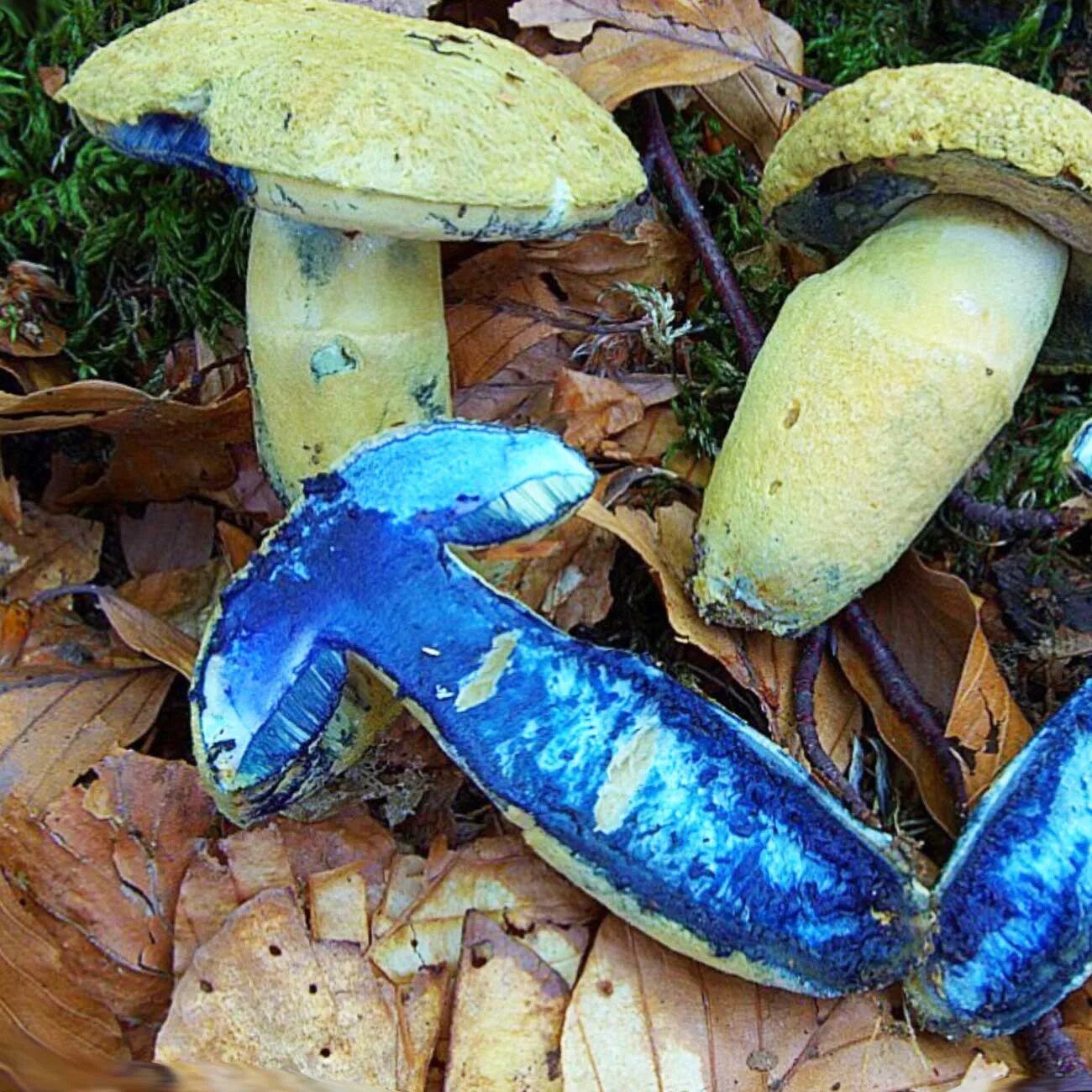 Гриб с жидкостью внутри. Гиропорус синеющий (Gyroporus cyanescens). Гриб синяк Гиропорус. Болетус синеющий. Гиропор синеющий синяк.