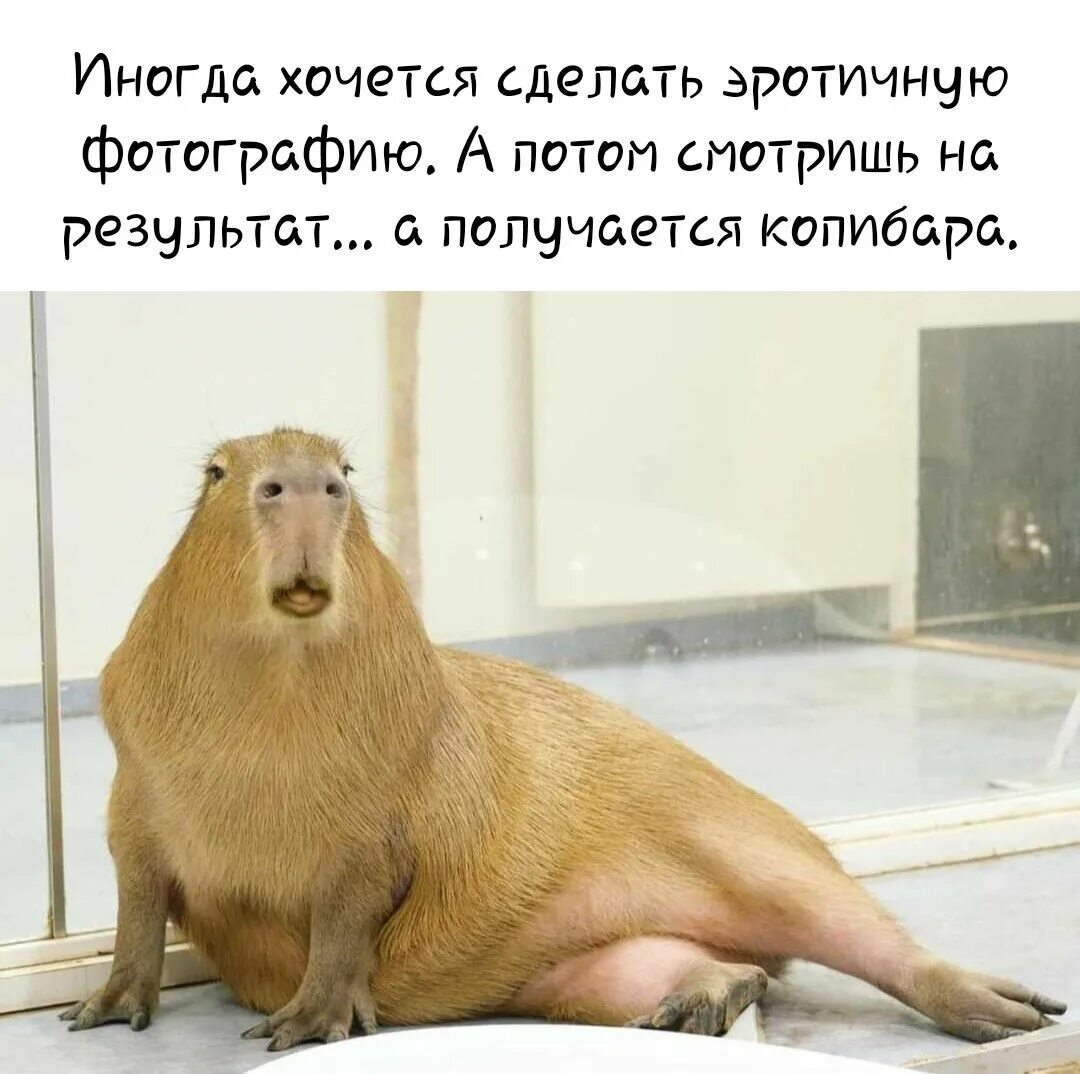 Olly Gibbs on Twitter Capybara pet, Capybara, Cute animals