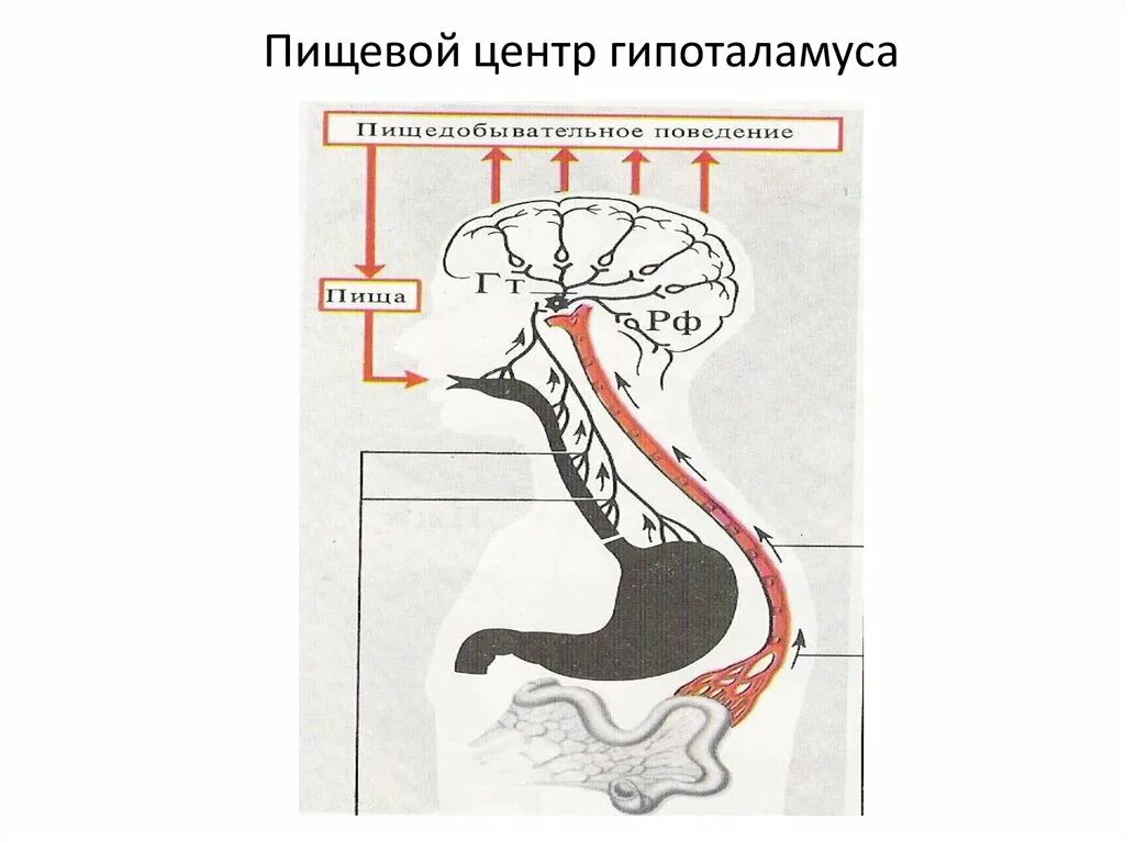 Гипоталамус и голод. Центры голода и жажды в гипоталамусе. Гипоталамус пищевой центр. Гипоталамус центр голода и насыщения. Пищевой центр.