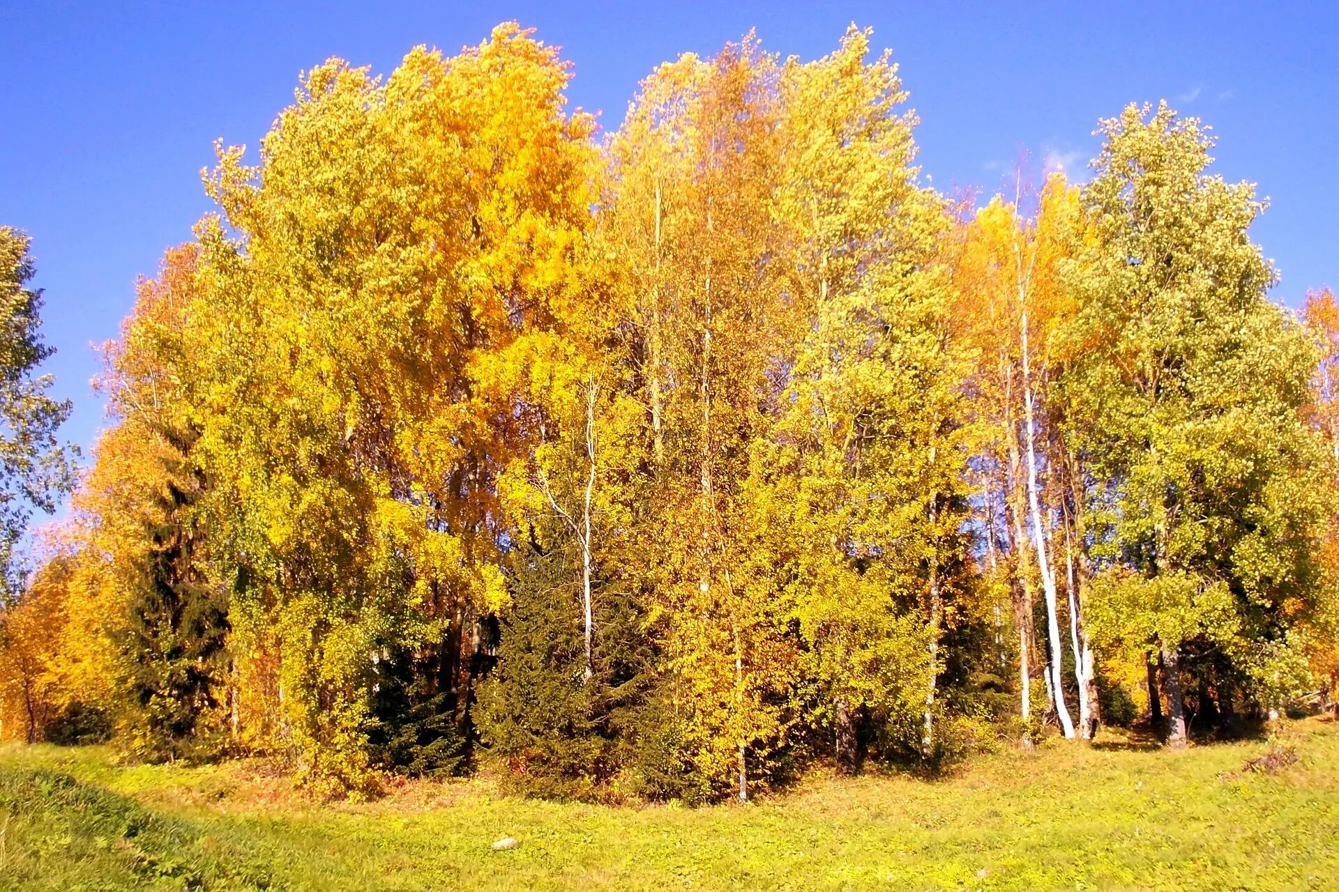 Березка пожелтела. Осенняя береза. Береза осенью. Осенний лес. Золотая осень березы.