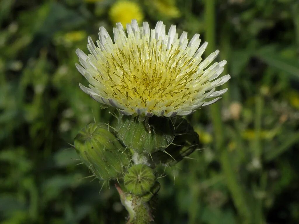 Sonchus asper - Image of an specimen - Plantarium