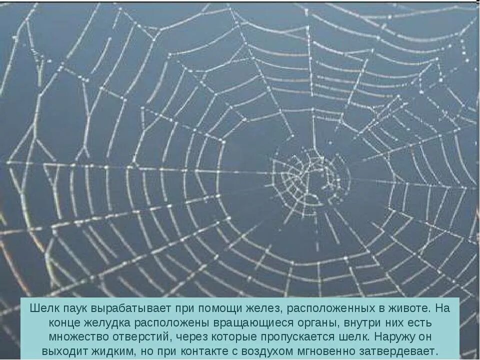 Какое значение паутины. Урок изо паутина. узоры паутины 2 класс. паутинка рисунок. паутина для презентации.