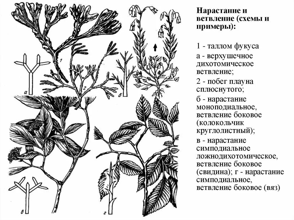 Типы нарастания. Ветвление побега нарастание побега. Дихотомическое ветвление таллома. Ветвление побегов. Типы ветвления растений.