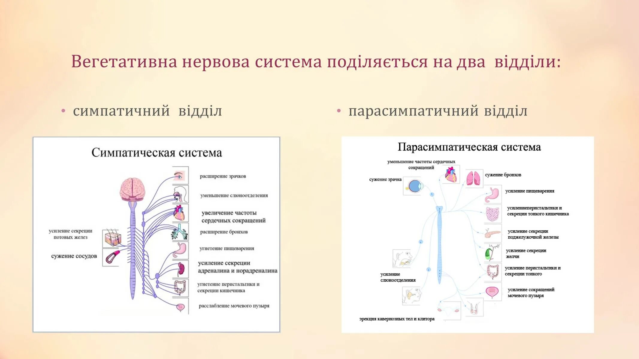 Какие функции регулирует симпатический отдел нервной системы. Вегетативна нервова система. Симпатична нервова система. Симпатическая и парасимпатическая нервная система. Парасимпатическая система сужение бронхов.