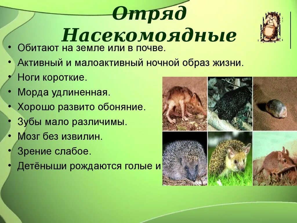Особенности строения насекомоядных: найдено 57 картинок