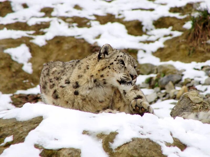 Снежный барс альбинос. - снежный барс (panthera uncia. Ирбис хабаровск. Ирбис. Снежный барс ирбис фото.