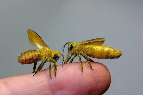 Queen bee
