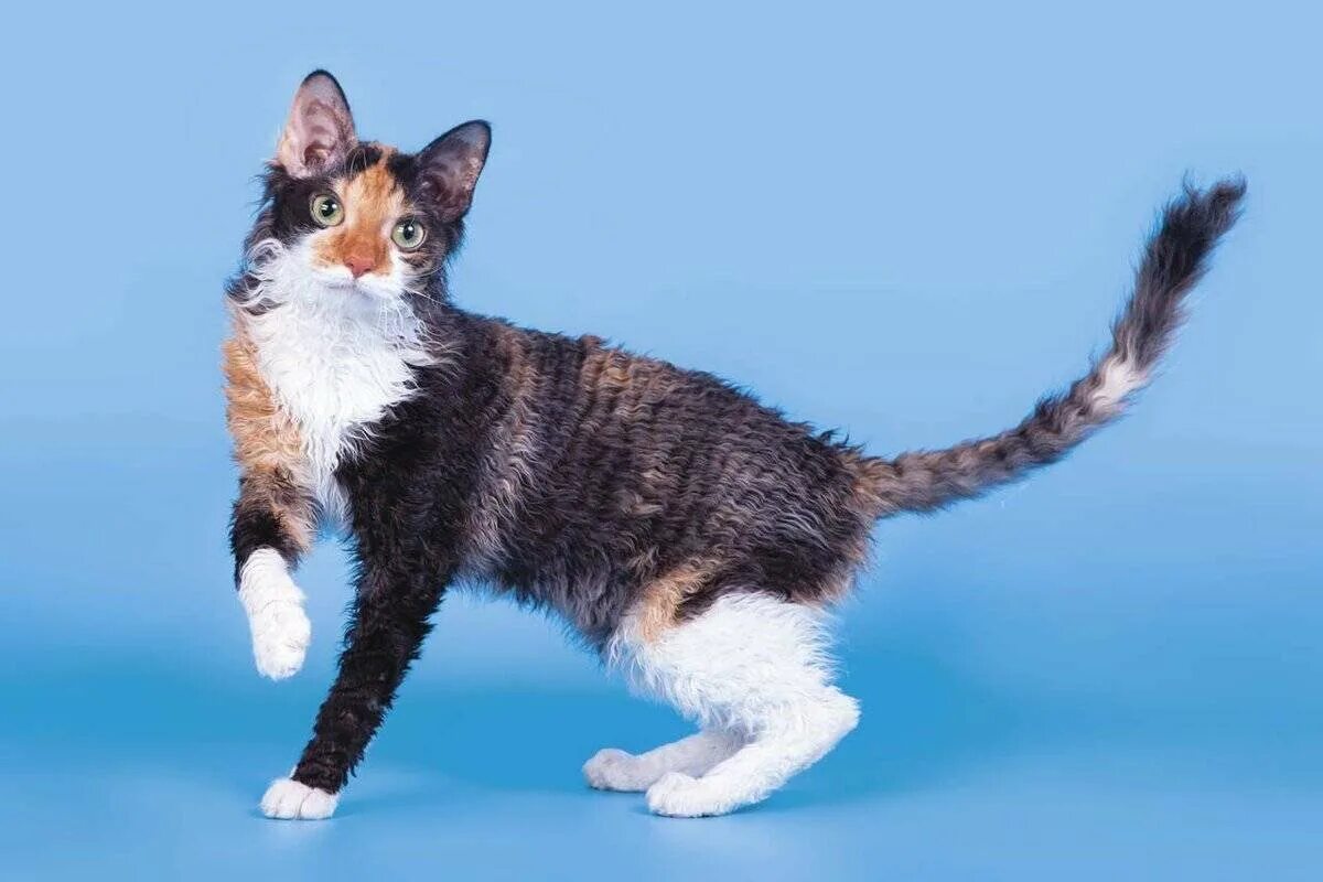 Уральский кот. Уральский рекс рыжий кот. Уральский рекс короткошерстный. Уральский кот. Кошка уральский корниш рекс.