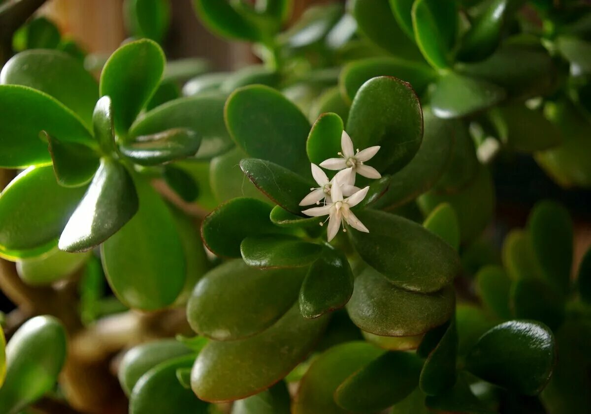 Crassula Ovata en mini Bonsaï et Sub-irrigation suite
