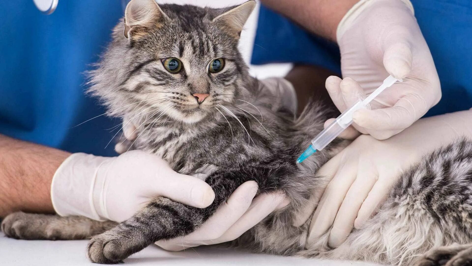 Вакцина против кошек. Чипирование кошек. Вакцинация животных. Вакцинация против бешенства животных. Иммунизация животных.