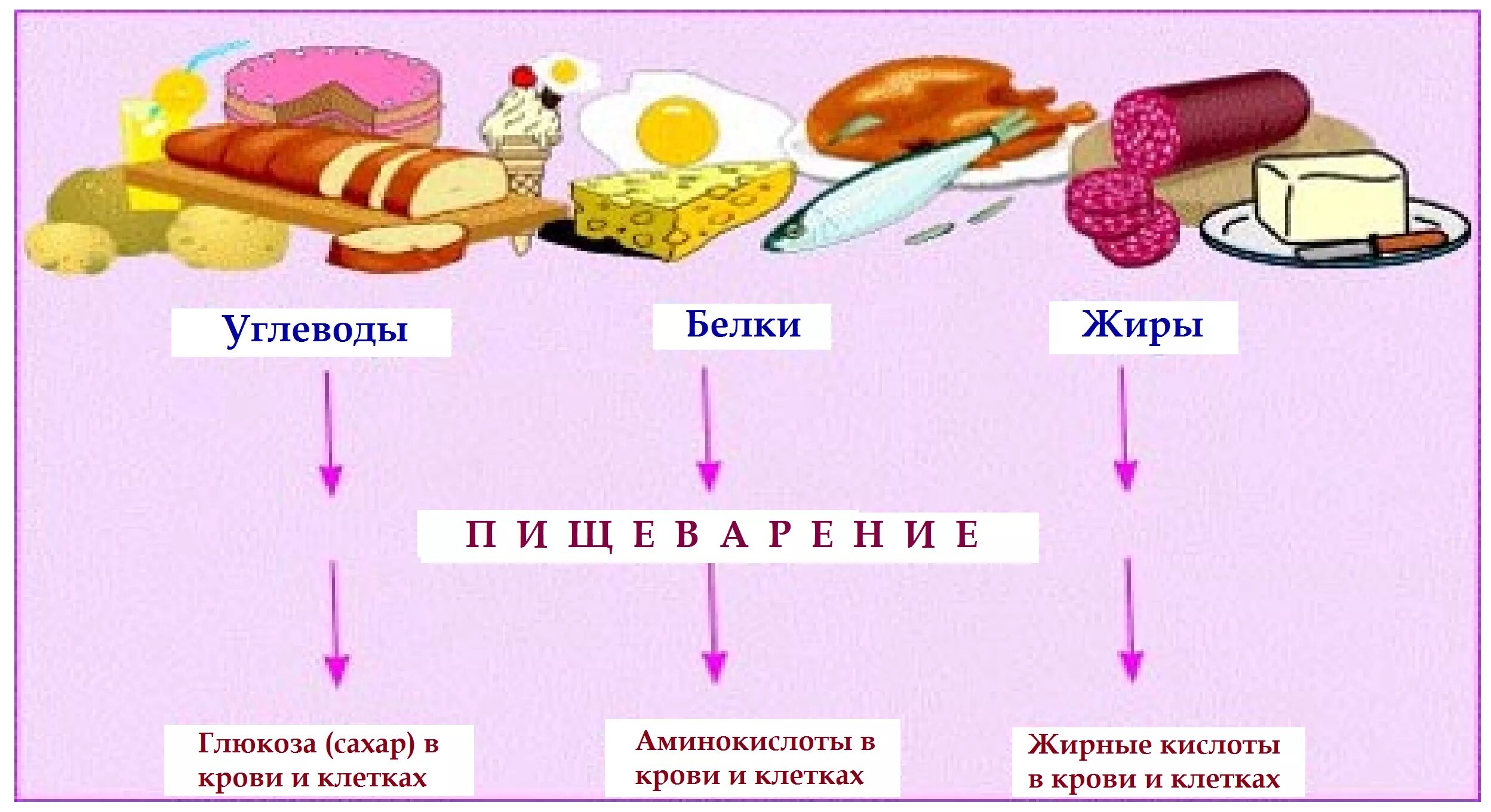 Белки жиры углеводы и их роль в организме человека. Белок жиры и углеводы. Роль белков жиров и углеводов в организме человека. Питание белки жиры углеводы.