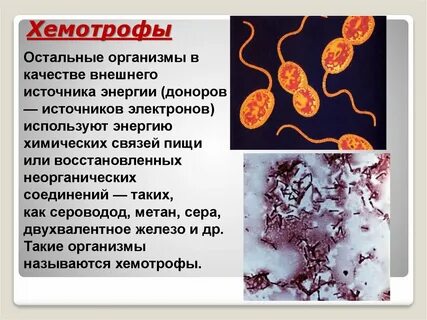 Хемотрофы