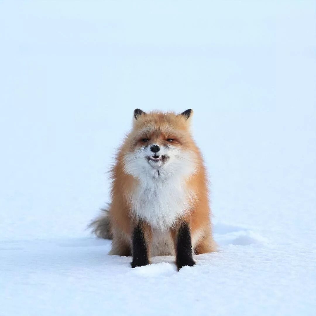 Лиса. Рыжая лиса. Песец рыжий. Красивая лиса. Fluffy fox