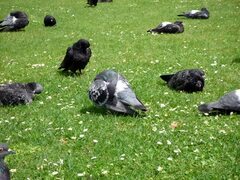 File:Pigeons 6 2012-07-08.jpg - Wikimedia Commons