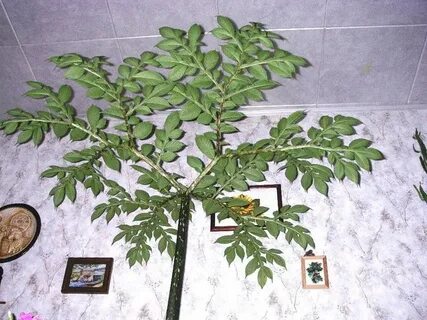 Змеиное дерево комнатное