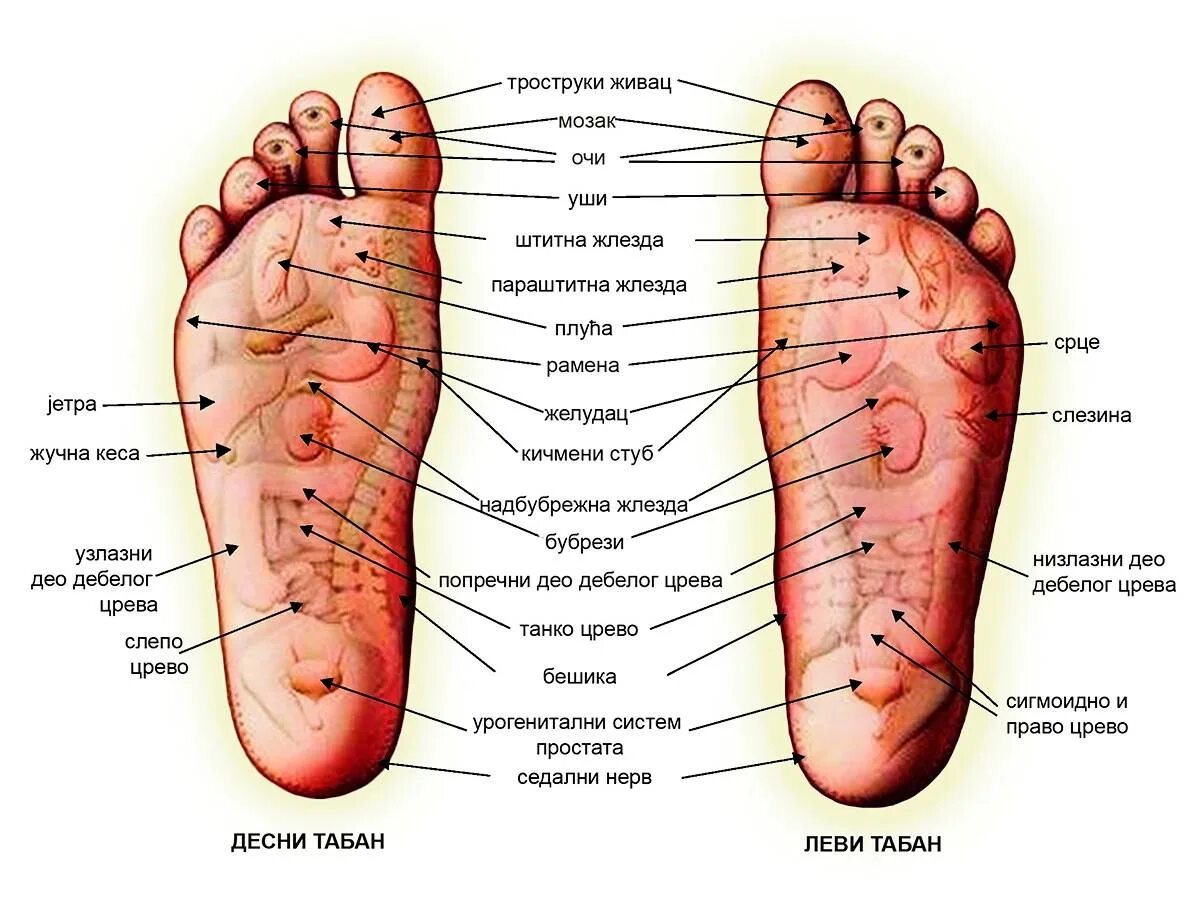 Активные точки стопы акупунктура. Точки на ступнях отвечающие за органы для массажа. Акупунктура на стопе точки органов. Точки на ступне человека отвечающие за органы для массажа. Точки на подошве ног