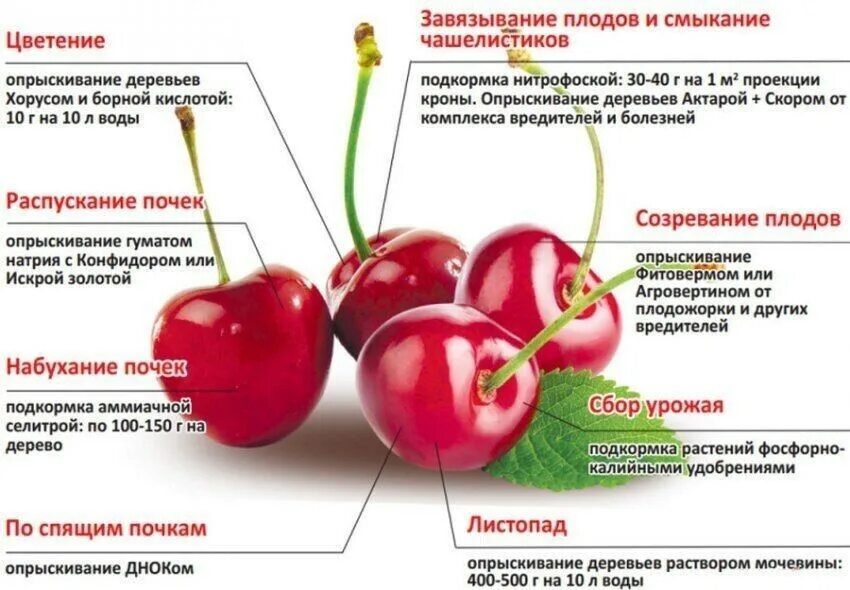 Чем подкормить фруктовые. Схема подкормки черешни. Схема подкормки вишни. Подкормки вишни и черешни. Схема обработки вишни.