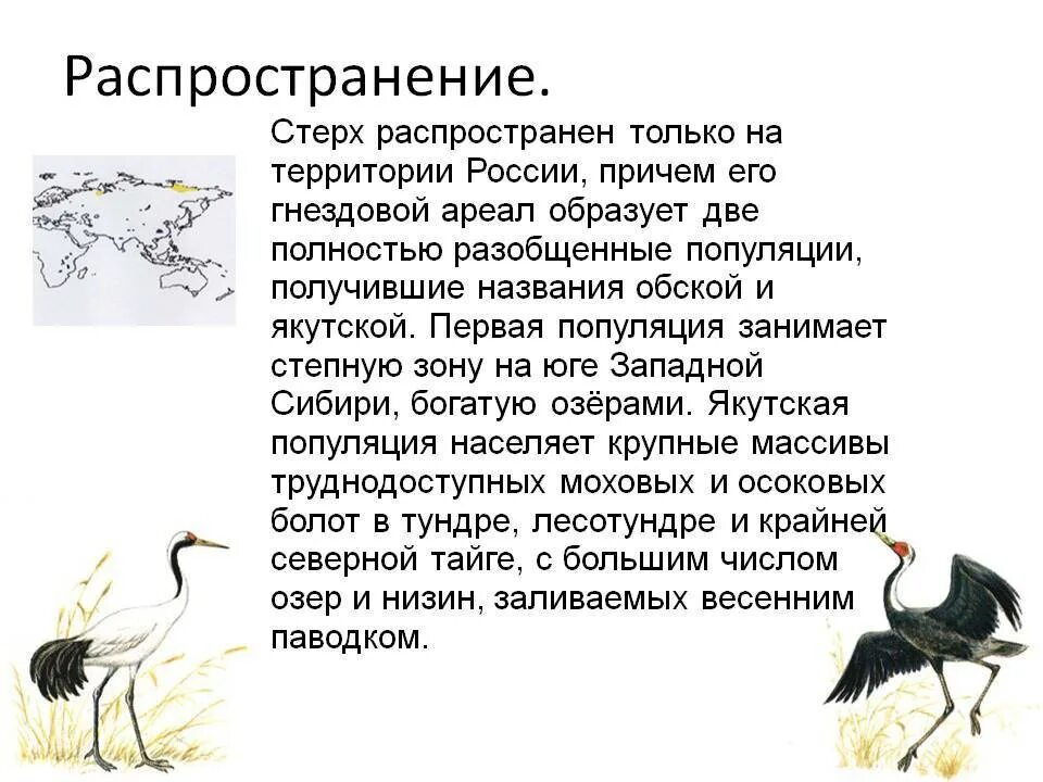 На каком материке живет стерха. Ареал стерха. Место обитания стерха. Стерх птица место обитания. Белый журавль Стерх ареал.