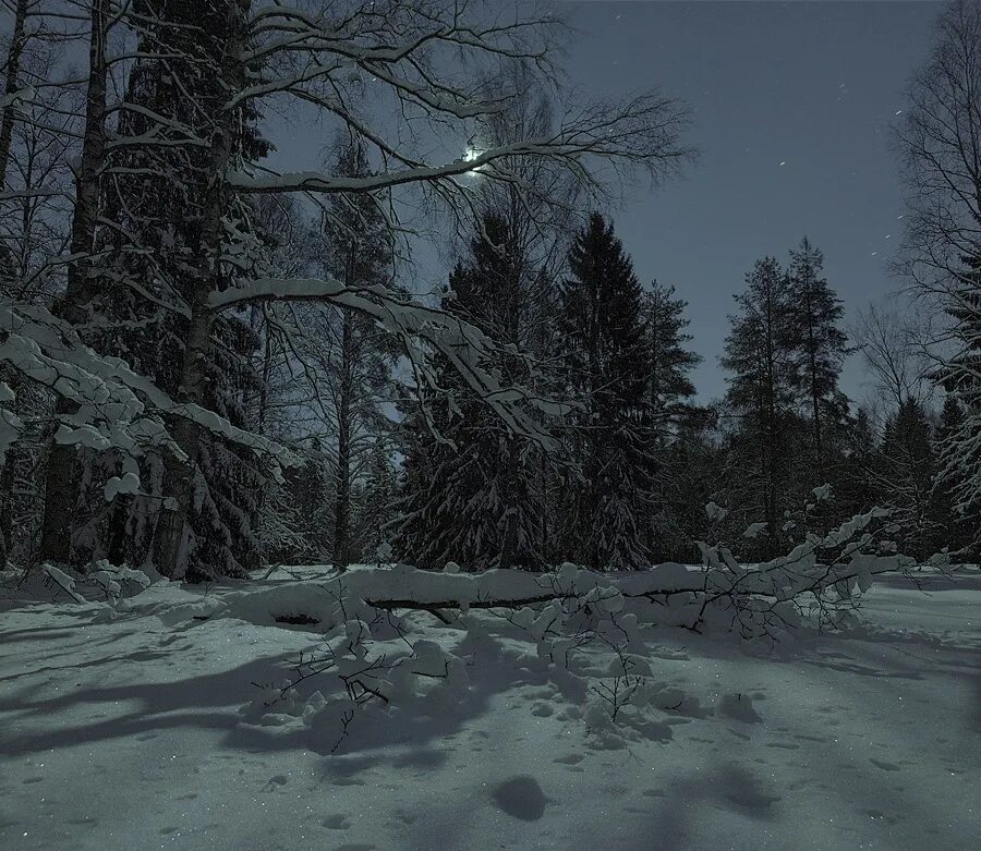 Мрачный снег. Ночной зимний лес. Зимой в лесу. Зимний лес ночью. Зимний лес вечером.