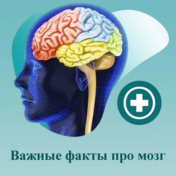 Нестареющий мозг. День мозга открытки. Всемирный день мозга. Книга мозг. Всемирный день мозга отмечается с.