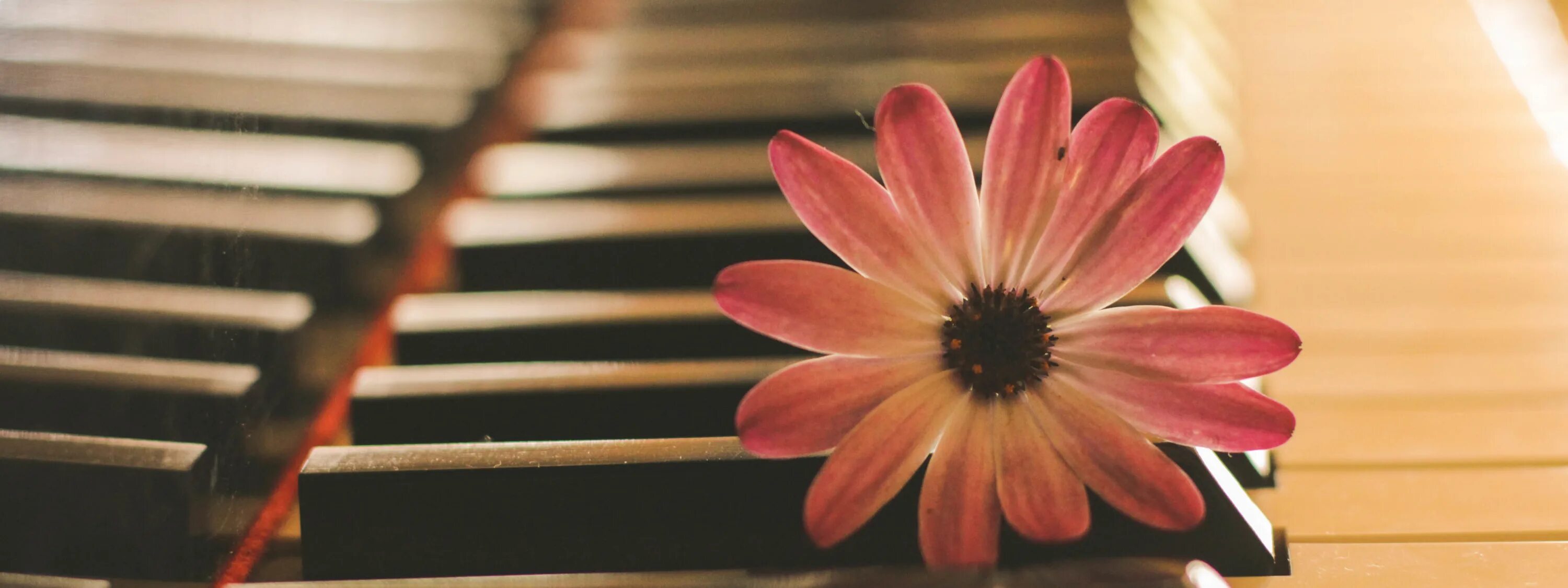Включи песню цветы. Фортепиано с цветами. Музыкальные инструменты и цветы. Фортепьяно в цветах. Цветы на пианино.