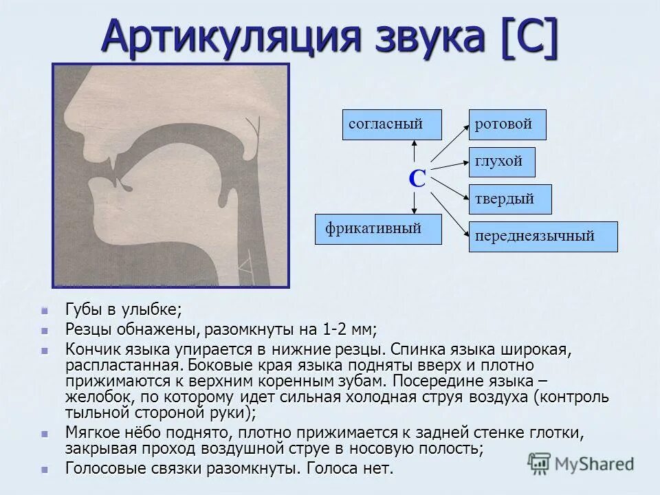 Положение органов артикуляции при произнесении звука с. Профили артикуляции свистящих звуков. С З. Артикуляционный профиль звука з. Норма артикуляции звука с. Описание артикуляции