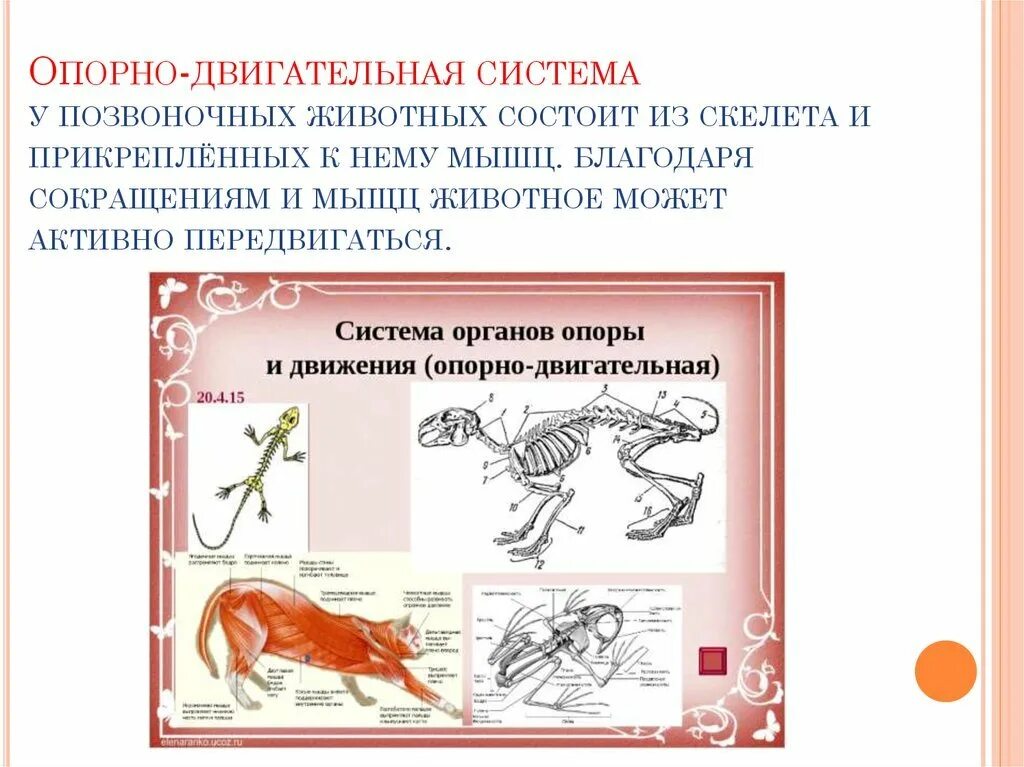 Движение млекопитающих