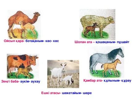 Порно жезөкшелер апайлар