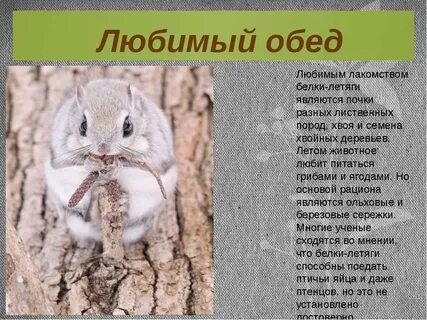 Белка летяга доклад 4 класс окружающий мир