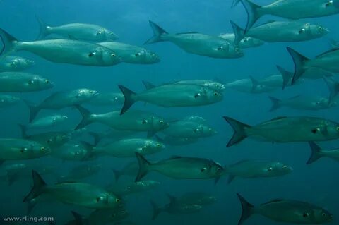 Atlantic fish