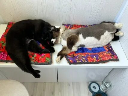 Ласк сегодня