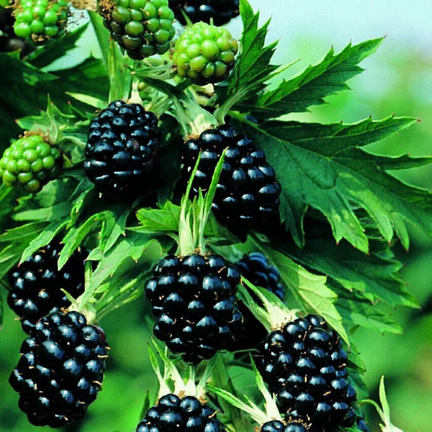 Торнлесс эвергрин. Ежевика эвергрин. Ежевика торнлесс эвергрин. Ежевика честер торнлесс. Ежевика торнлесс.