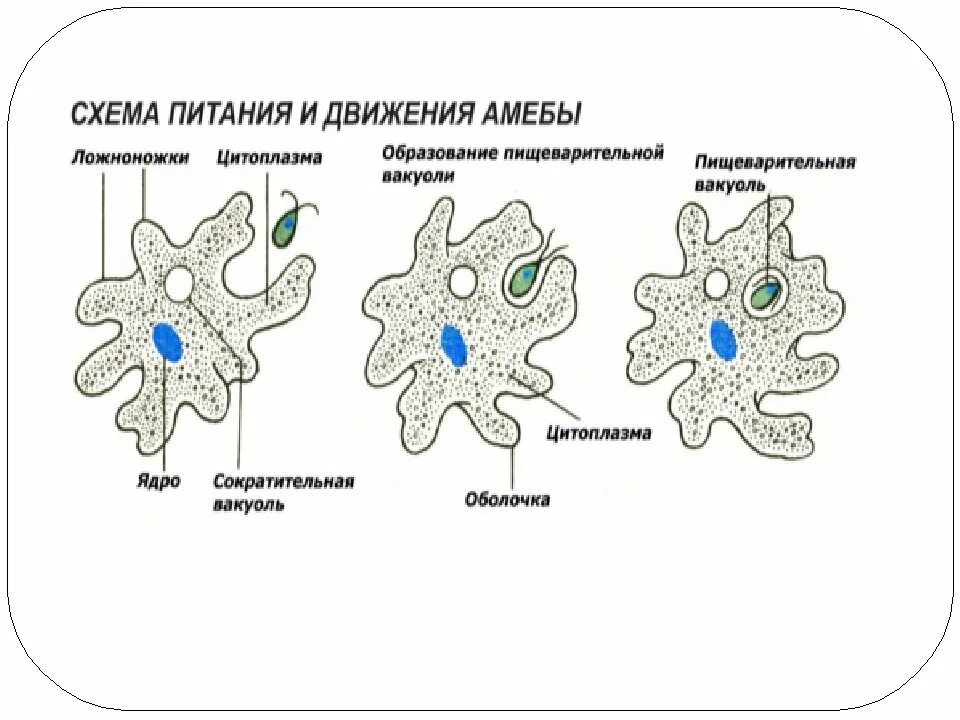 Сколько живут амебы. Пищеварительная вакуоль амебы. образование пищеварительной вакуоли у амебы. пищеварительная вакуоль у амебы обыкновенной. амёба обыкновенная схема.