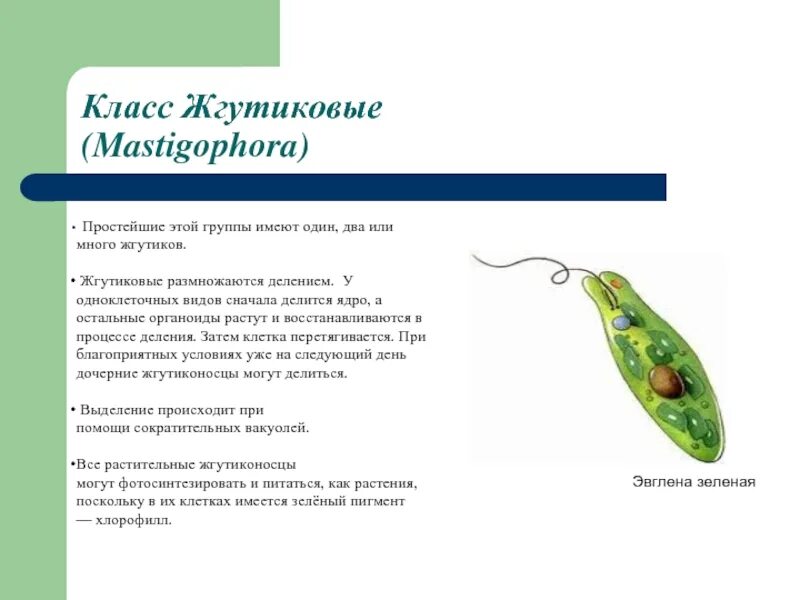 Выполняемые функции эвглены