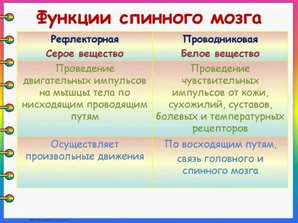 Основная функция серого вещества