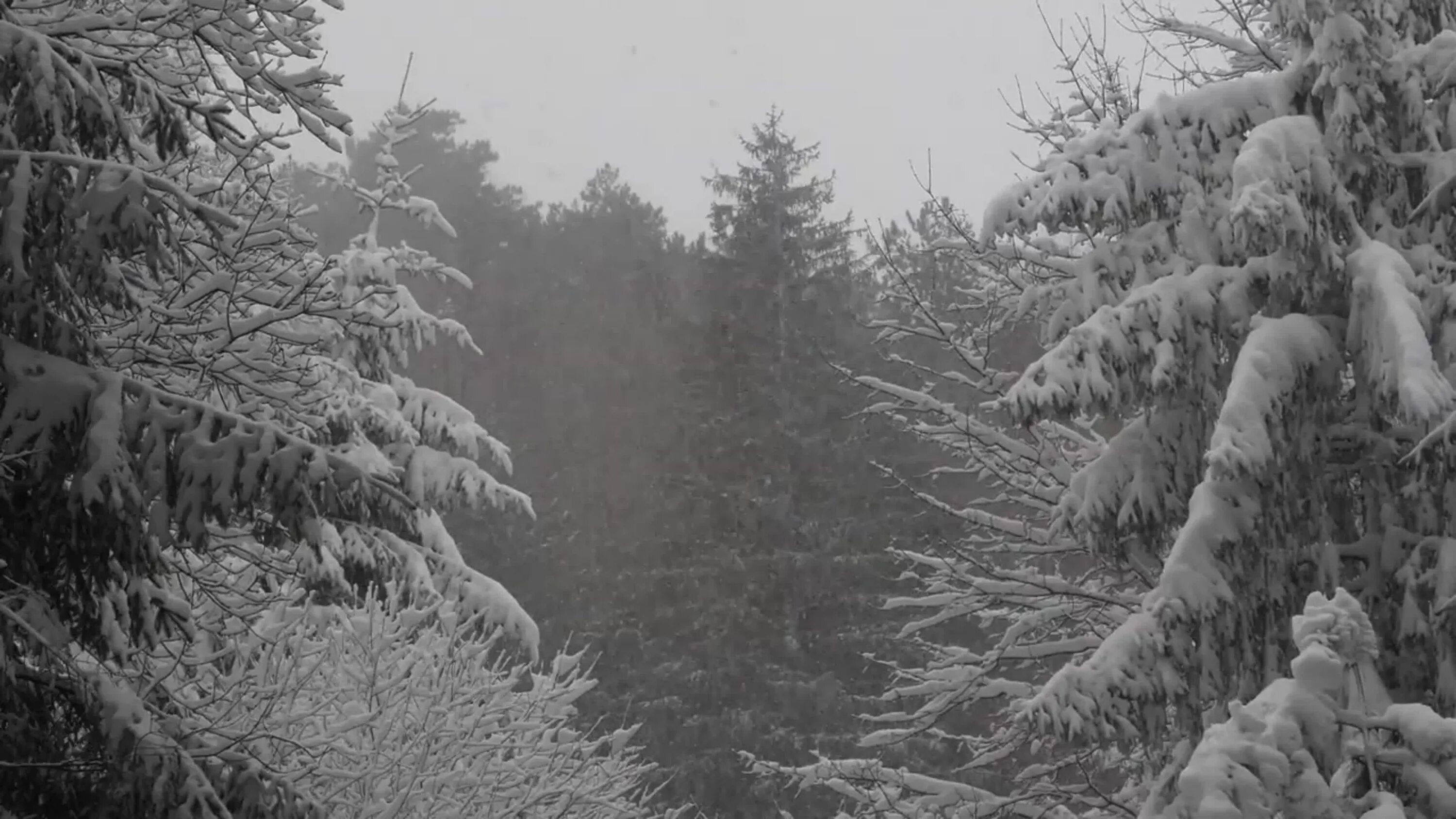 Snowfall музыка. Зима в лесу. Метель. Метель в лесу. Вьюга в лесу.