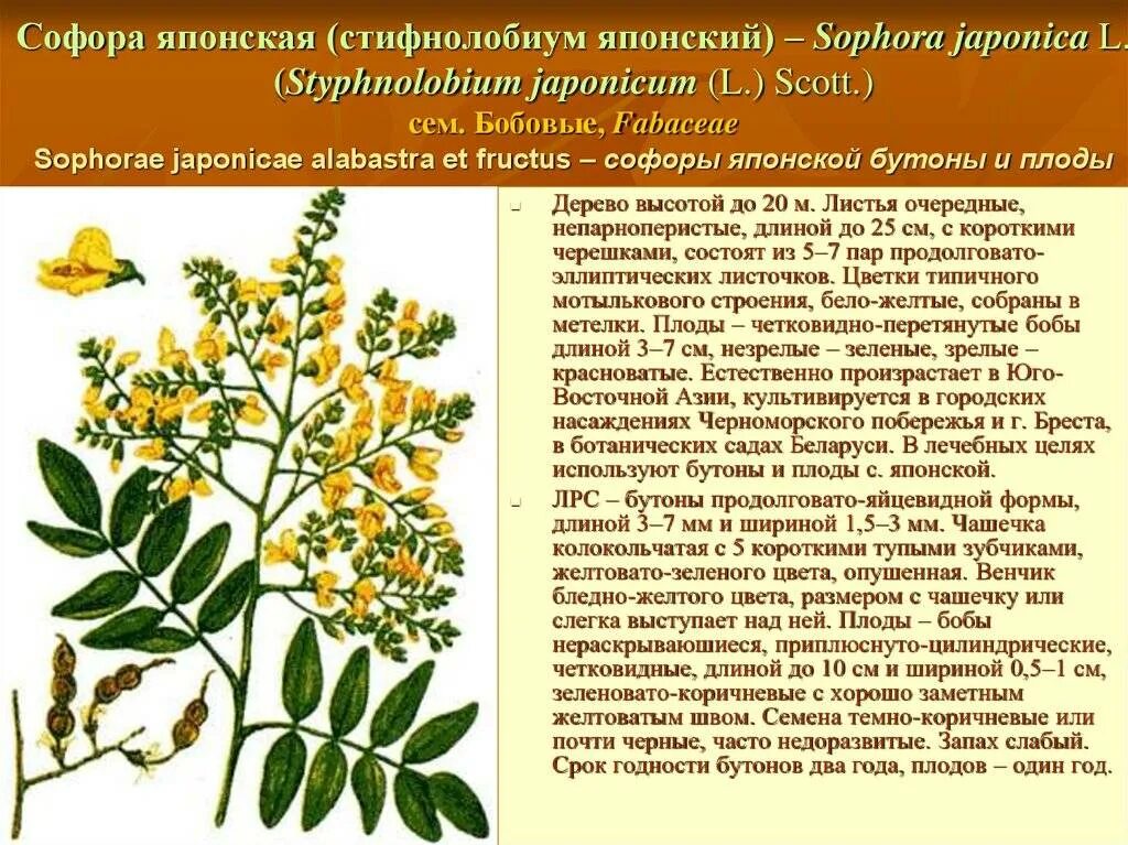 Софора японская ЛРС. Софора японская лекарственное сырье. Софора Sophora prostrata. Японская Акация софора. Софора японская лечебные свойства и применение