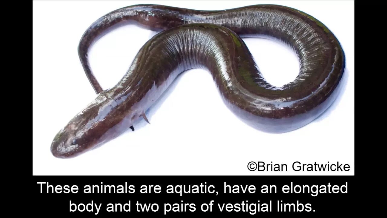 Desktop на питоне. Python eel + html. Амфиума. Gui на питоне. Python eel gui.