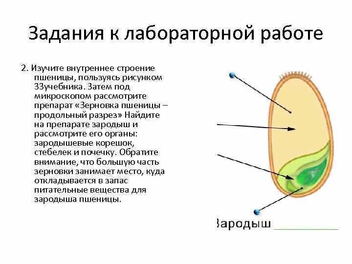 Зерновка пшеницы под микроскопом Картинки НА ПРЕПАРАТЕ ПРОДОЛЬНОГО РАЗРЕЗА ЗЕРНОВКИ ПОД МИКРОСКОПОМ