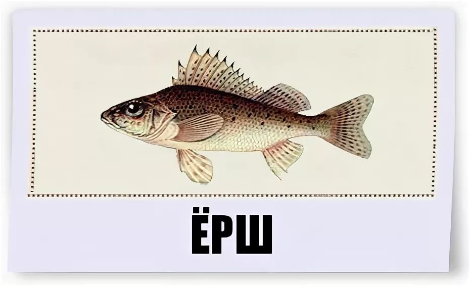 Щука и карась тип взаимоотношений. 8 бит ерш щука бычок карась. Пресноводные рыбы названия. Щука и карась. ( щука, сом, окунь, карась.