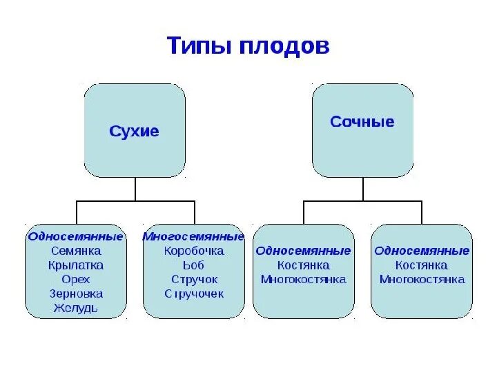 Типы плодов и примеры. Типы плодов. типы плодов таблица. типы плодов схема. тип плода.