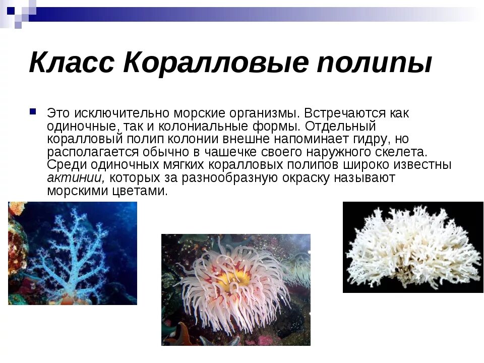 Группы организмов кишечнополостные. Тип Кишечнополостные коралловые полипы. Кишечнополостные класс коралловые полипы. Тип Кишечнополостные класс коралловые полипы представители. Класс коралловые полипы (Anthozoa).