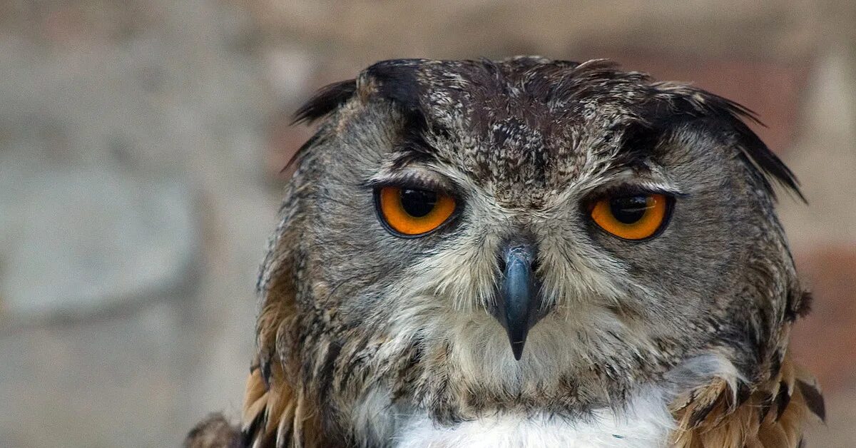 Смесь орла и совы. Филин 2 под. Филин 2 под. Нестор филин. Гвинейский филин.