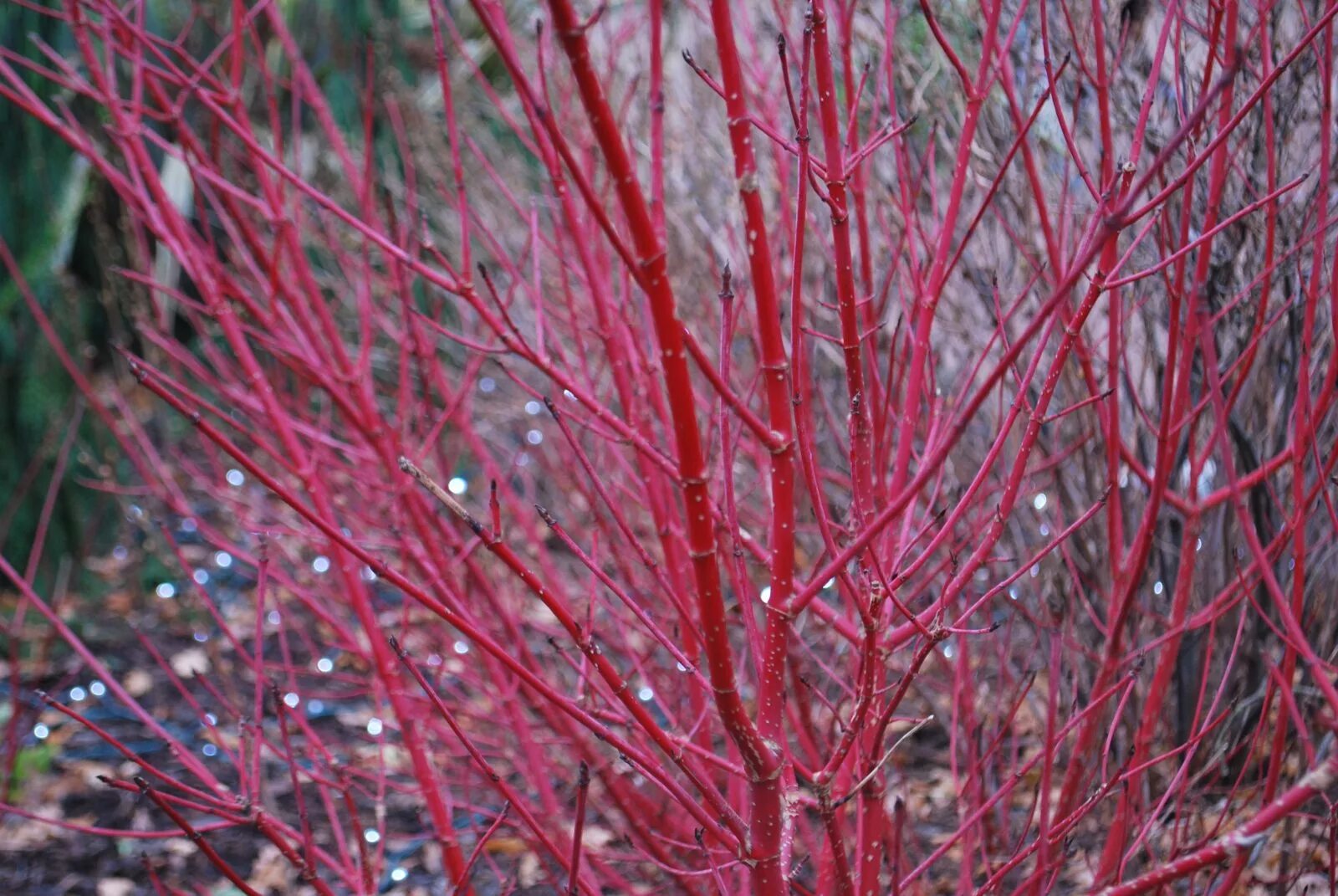 Дерен Сибирика. Дерен краснотал. Красный Сибирика дерен. Cornus Alba. Дерен красный описание