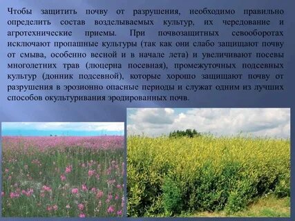 Для защиты почвы от разрушения человек