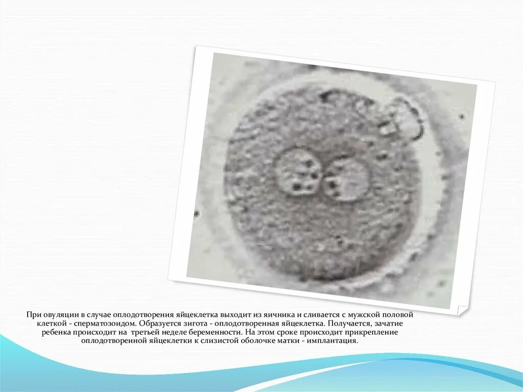 Оплодотворение в полости матки. Оплодотворение яйцеклетки. Яйцеклетка после оплодотворения. Яйцеклетка при овуляции.