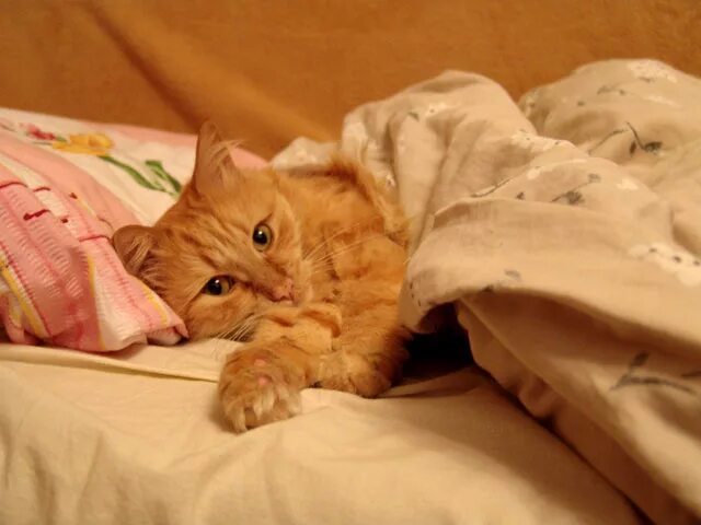 сонный кот. котик ложится спать. кот в одеяле. котик ложится спать. котенок спит под одеялом.