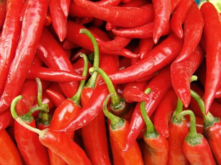 Алиса включи перец. Алиса включи перец. Перец ghost chili. Алиса включи перец. Перец пепперони зелёный.