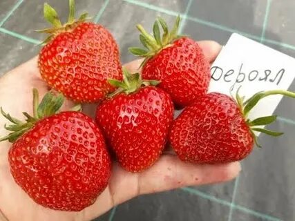 Клубника дероял отзывы